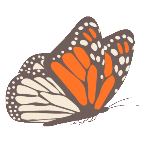 Butterfly animation